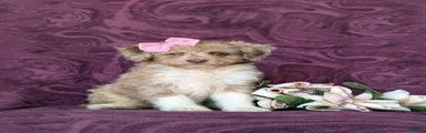 Genessa Hypoallergenic