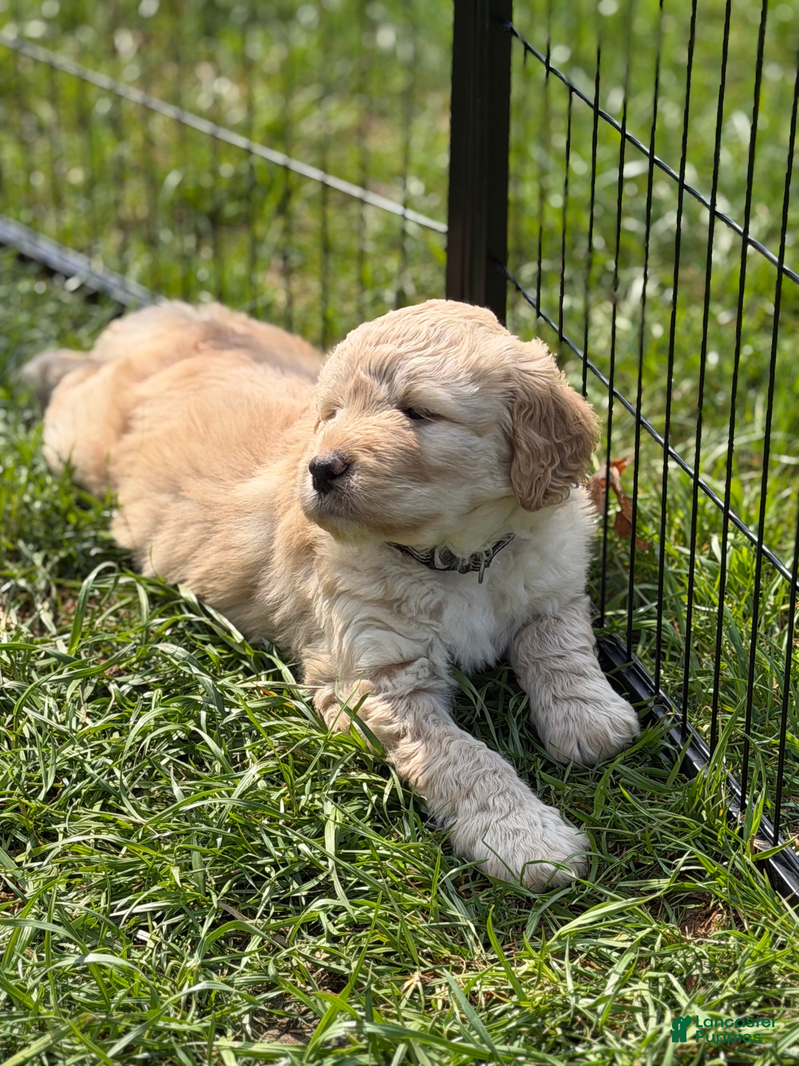 Labradoodle dogs Remi - Ad 2