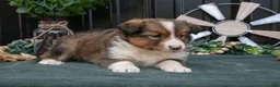 Mixed Breed dogs for sale: Flynn - Ad 3