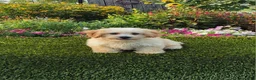 Havapoo dogs for sale: Ace - Ad 2
