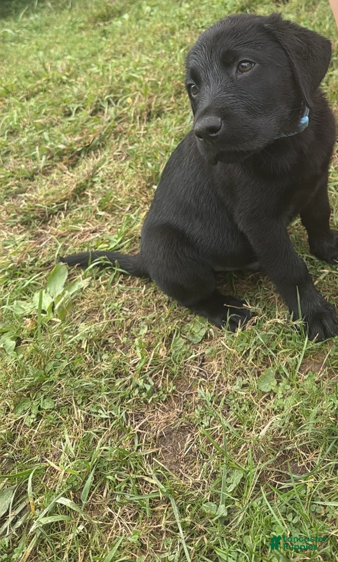 Labrador Retriever dogs for sale: Moose - Ad 2