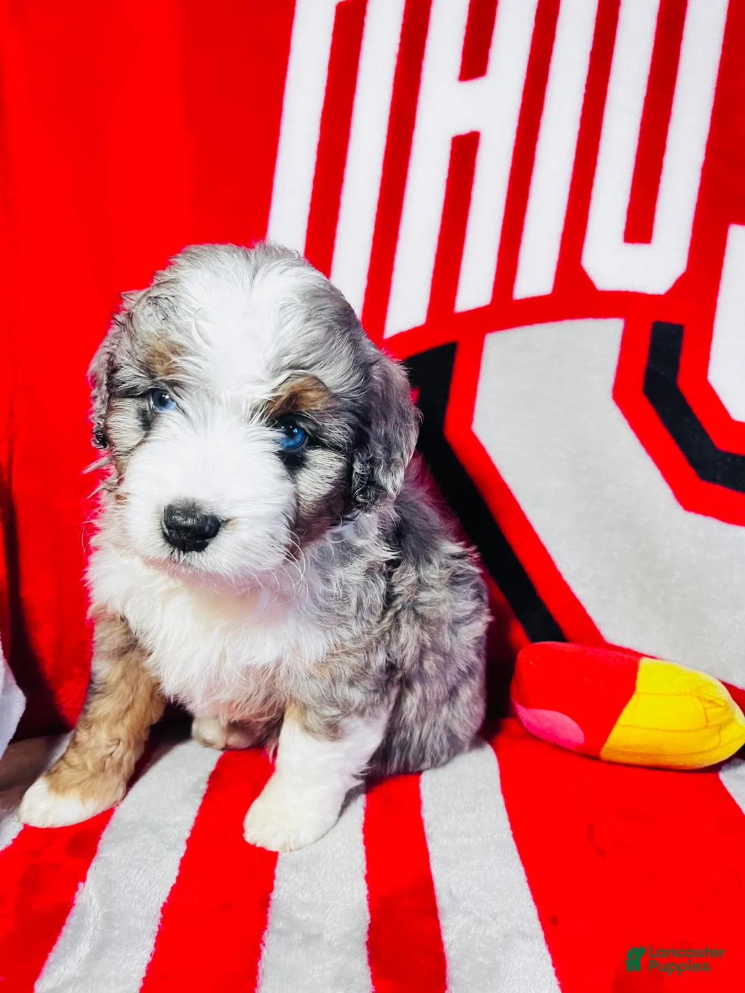 Mini Aussiedoodle dogs for sale: Bubba-Chocolate Merle - Ad 2