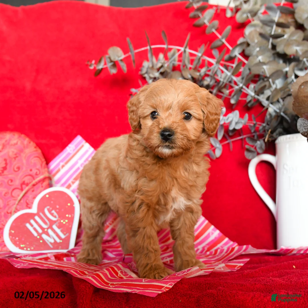 Yorkiepoo dogs for sale: Candy - Ad 3