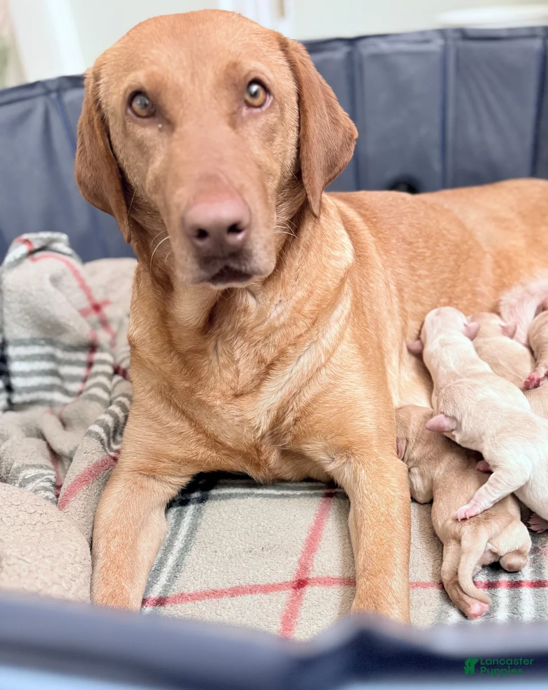 Labrador Retriever dogs for sale: Labrador Retriever Puppy 4 - Ad 4