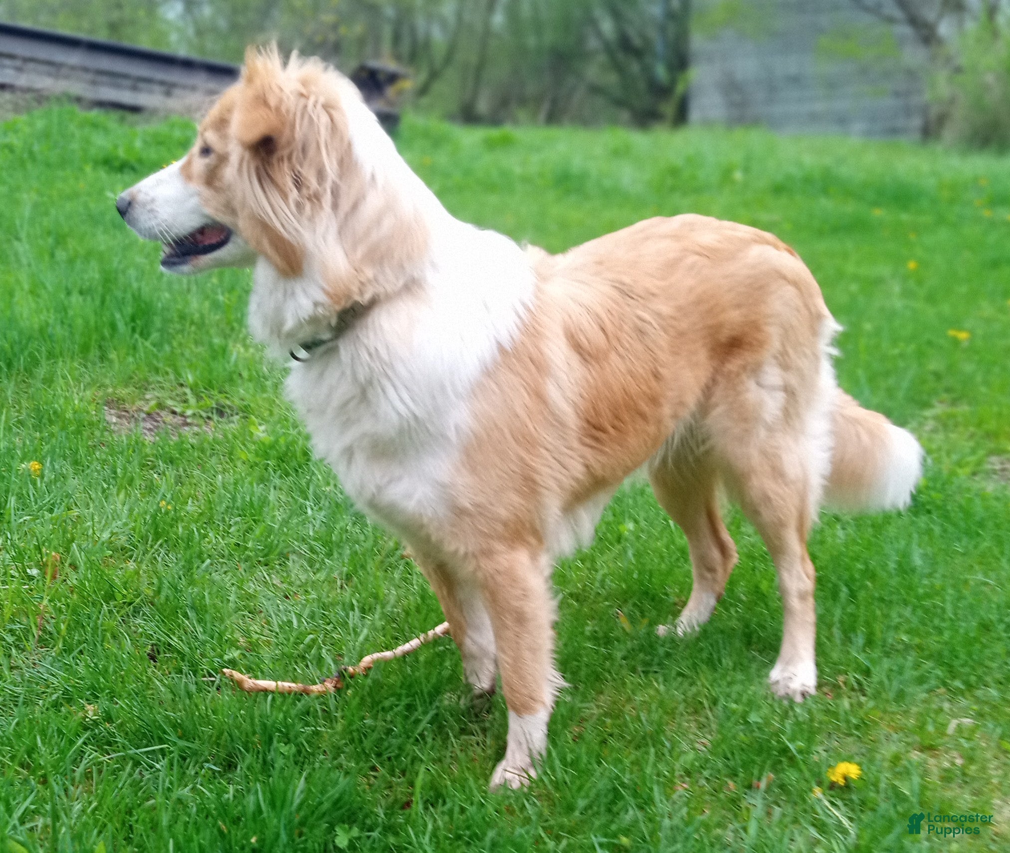 Josie