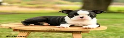 Boston Terrier dogs for sale: Brooklyn - Ad 3