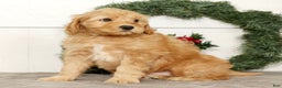 Mini Goldendoodle dogs for sale: Einstein - Ad 7