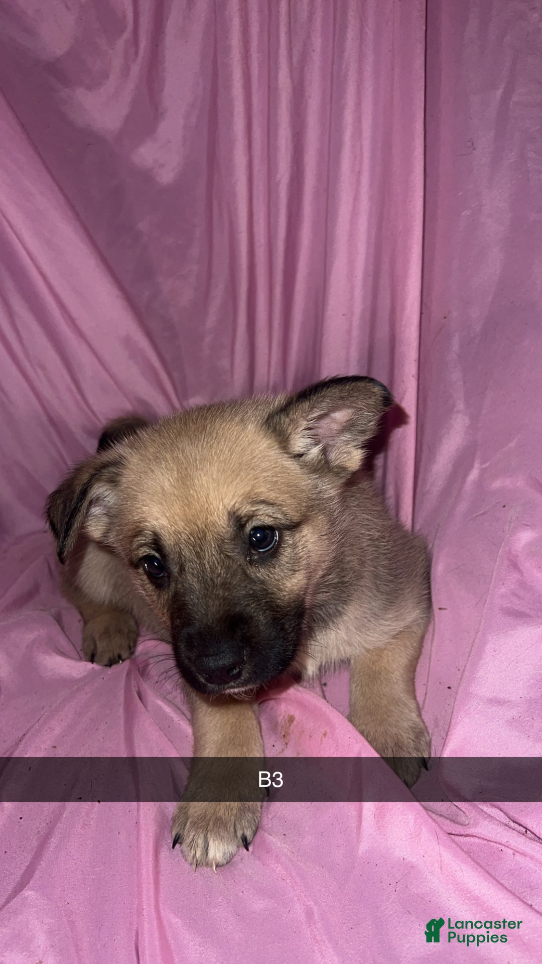 Mixed Breed dogs for sale: Boy 3 - Ad 4