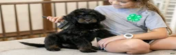 Bernedoodle dogs for sale: Olympic - Ready Now! - Ad 34