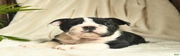 English Bulldog dogs for sale: Willow  - Ad 3