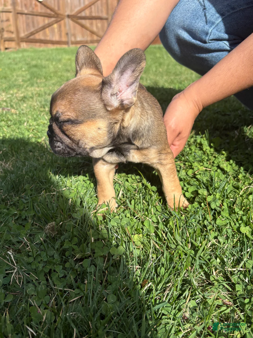 French Bulldog dogs for sale: French Bulldog Puppy Female  - Ad 2