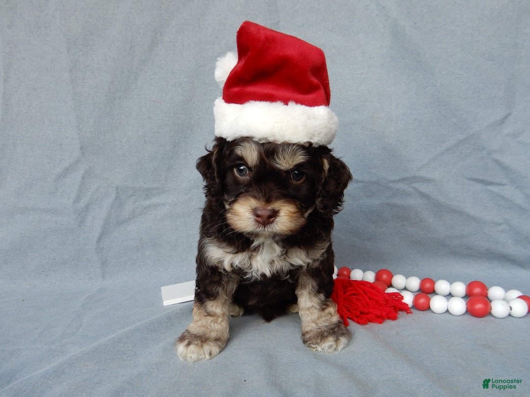 Cockapoo dogs for sale: Sparky - Ad 6