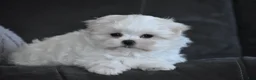 Maltese dogs for sale: Ollie  - Ad 3