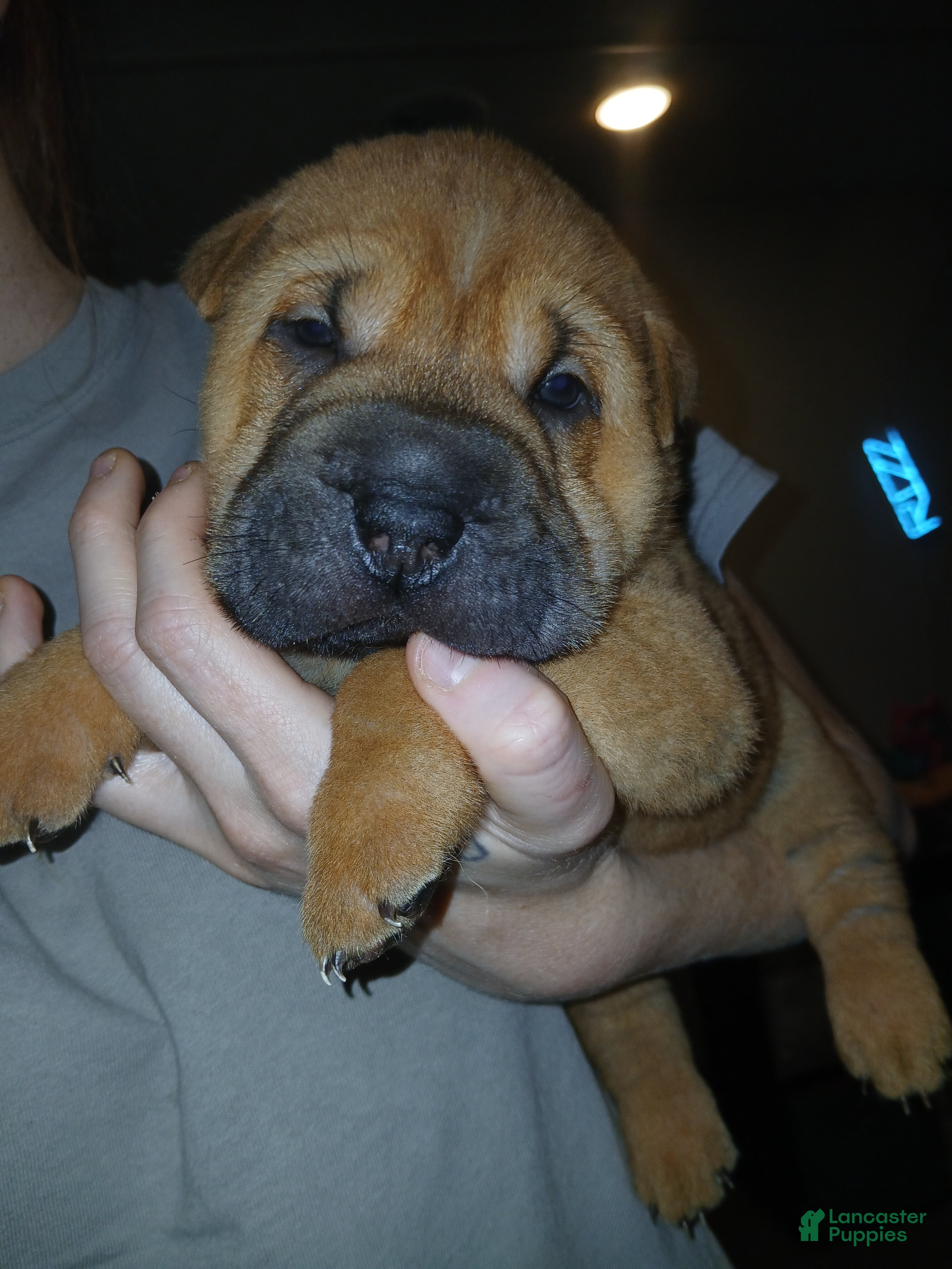 Shar Pei dogs Shar Pei Puppy 2 - Ad 6