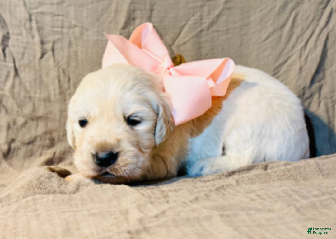 Golden Retriever dogs for sale: Pink Girl - Ad 1