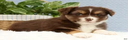 Miniature Australian Shepherd dogs for sale: Rowan - Ad 7