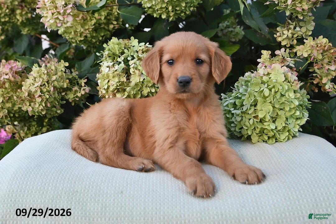 Golden Retriever dogs for sale: Leo - Ad 3