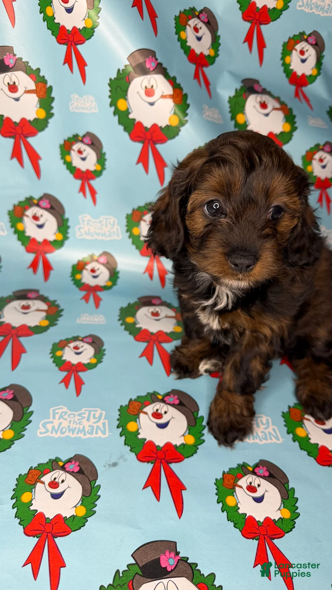 Shihpoo dogs for sale: Shrek - Ad 5