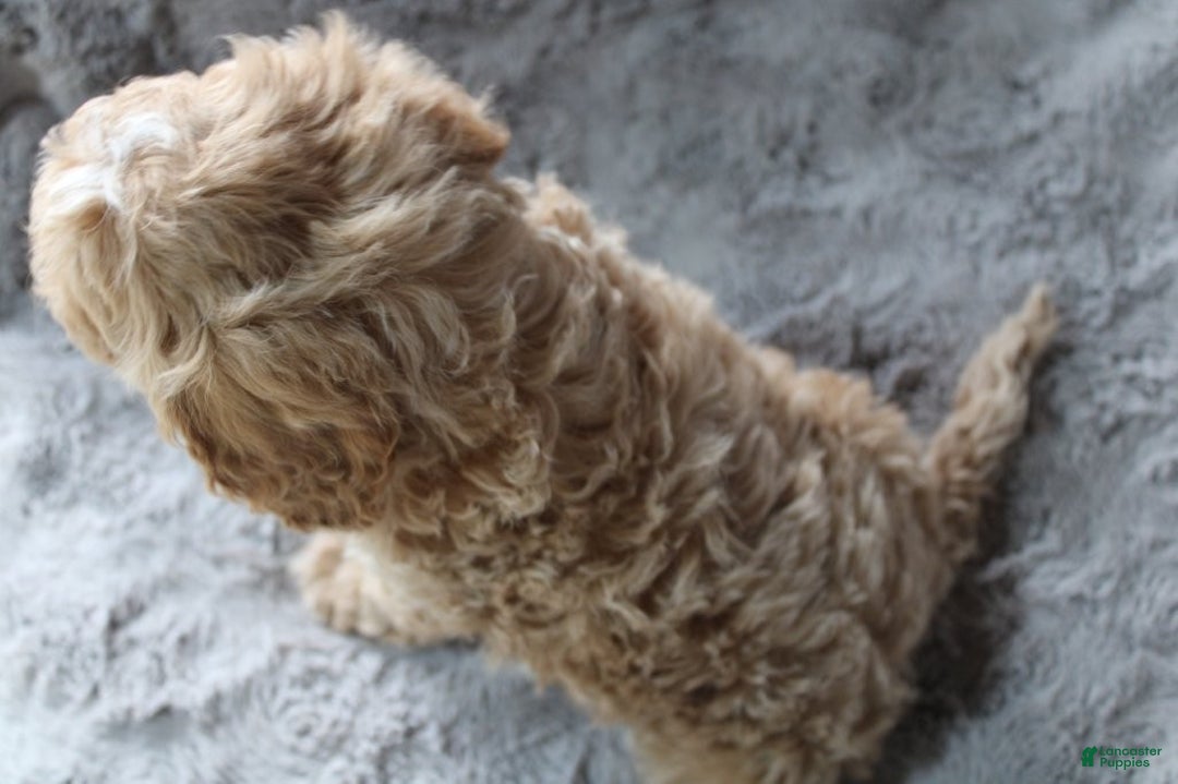 Mixed Breed dogs for sale: CavaPooChon male - JEFFERSON - Ad 3