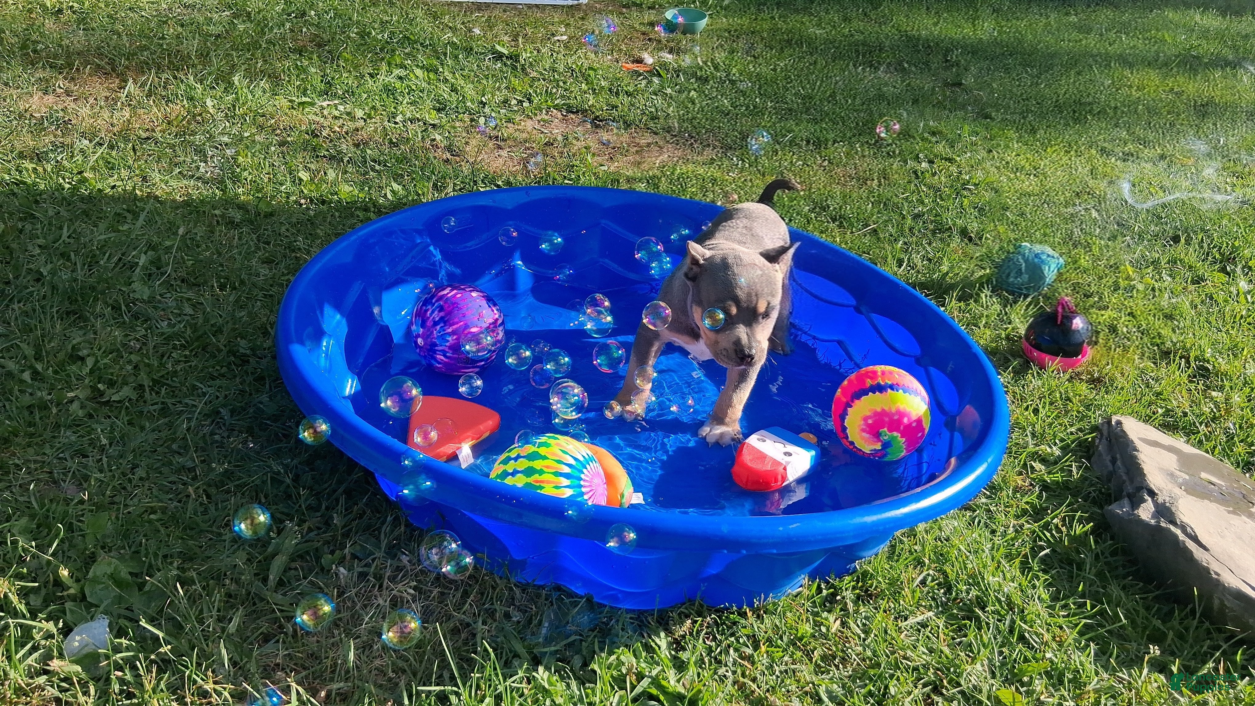 American Bully dogs American Bully Puppy 3 - Ad 2