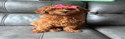 Miniature Poodle dogs for sale: Miniature Poodle Puppy 2 - Ad 3