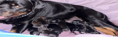 Mixed Breed 3