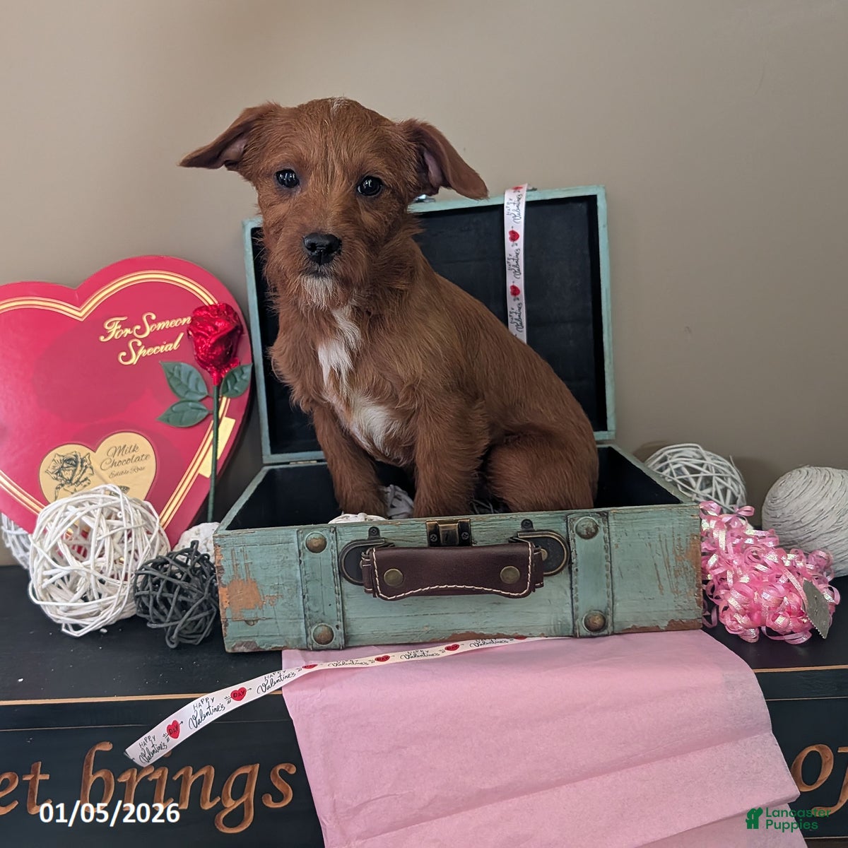 Mixed Breed dogs Timmy - Ad 2