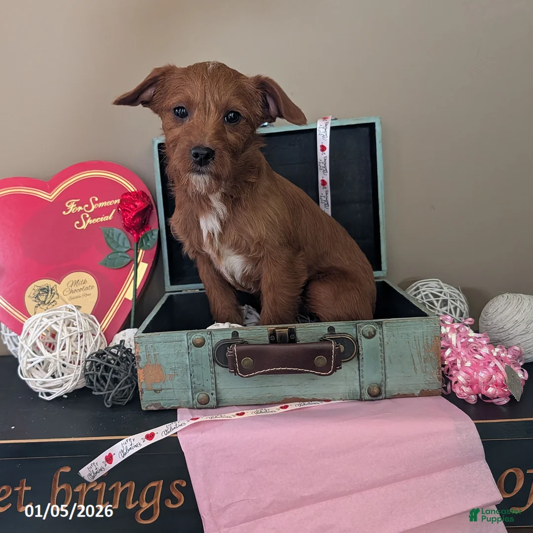 Mixed Breed dogs for sale: Timmy - Ad 2