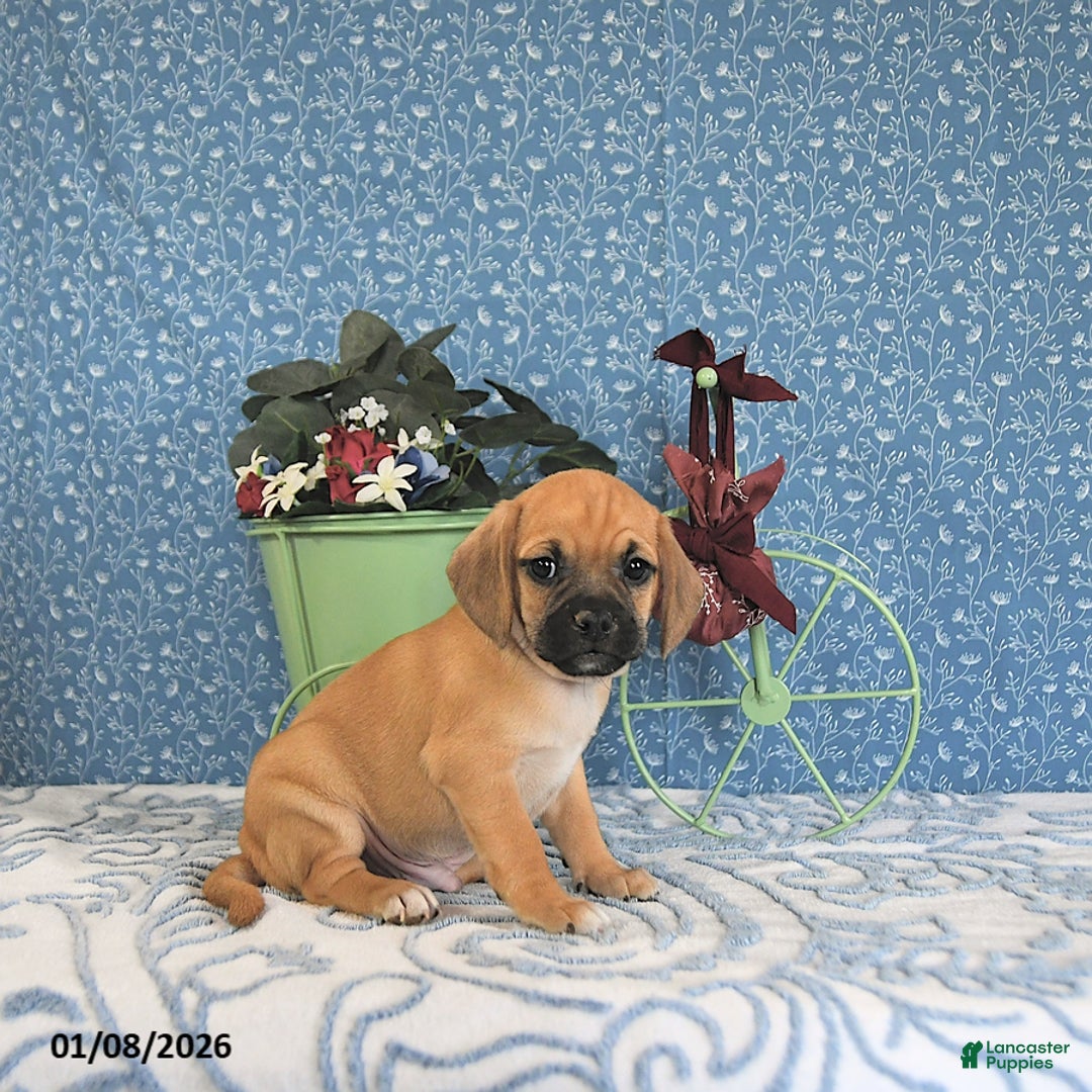 Puggle dogs for sale: Kiko - Ad 5