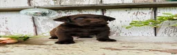 Labrador Retriever dogs for sale: Timmy  - Ad 3