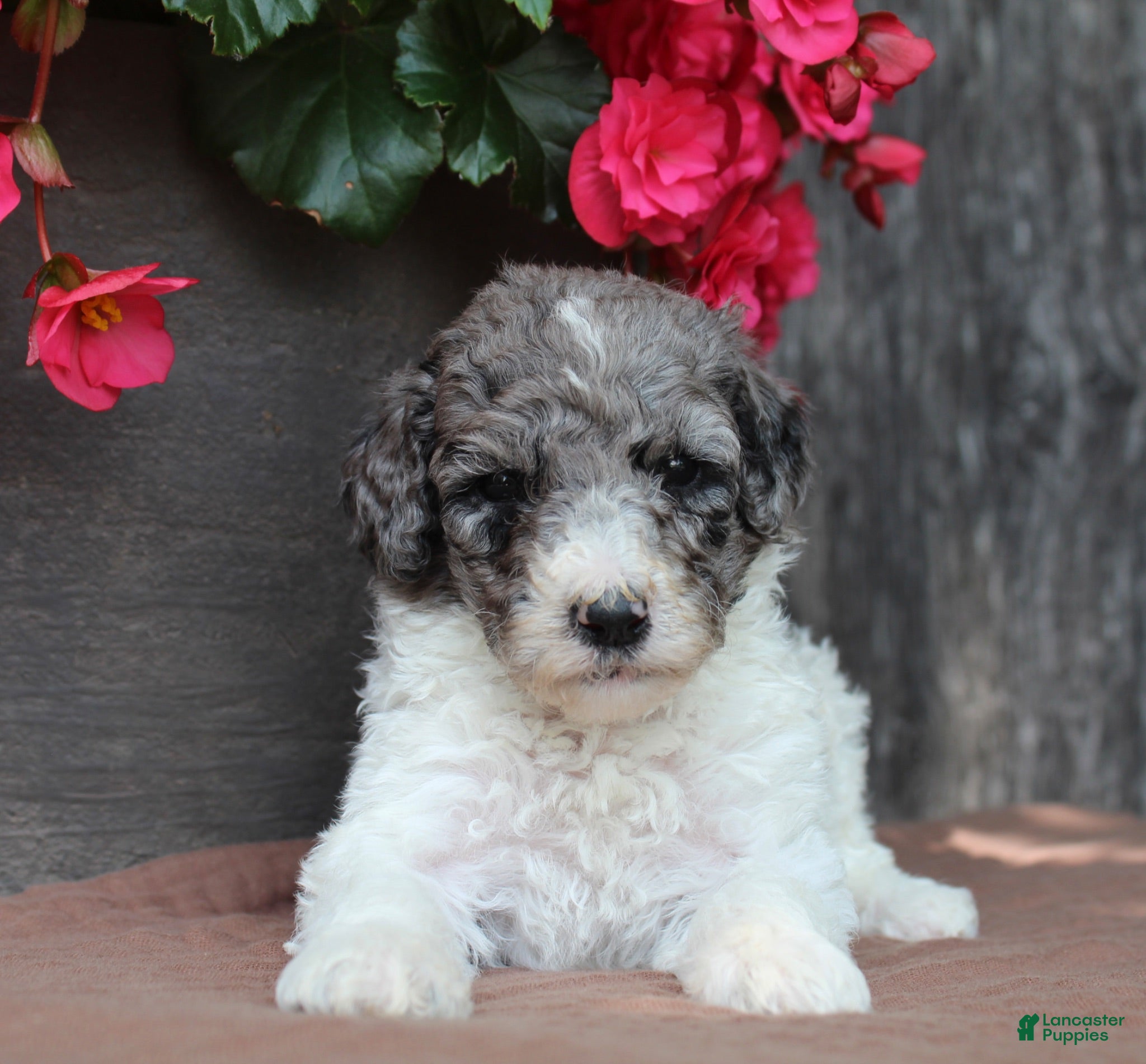 Standard Poodle dogs Fern AKC Standard Poodle - Ad 1