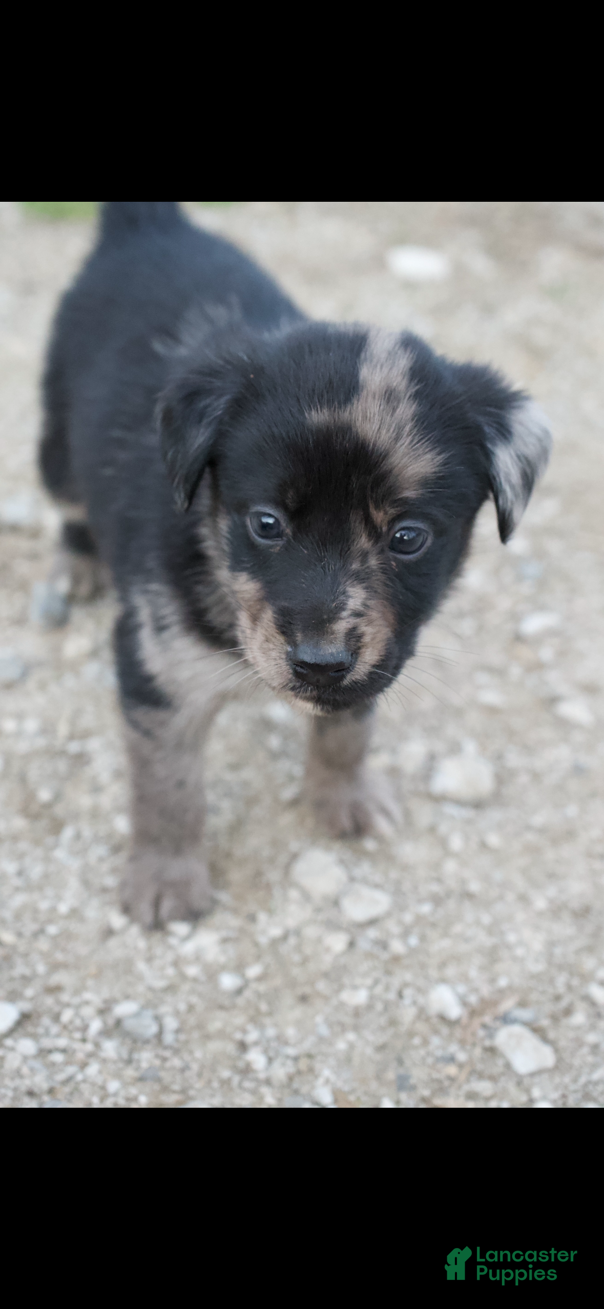 Mixed Breed dogs Mixed Breed Puppy 1 - Ad 37