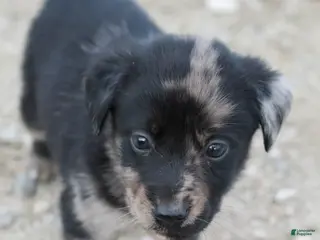 Mixed Breed dogs Mixed Breed Puppy 1 - Ad 37