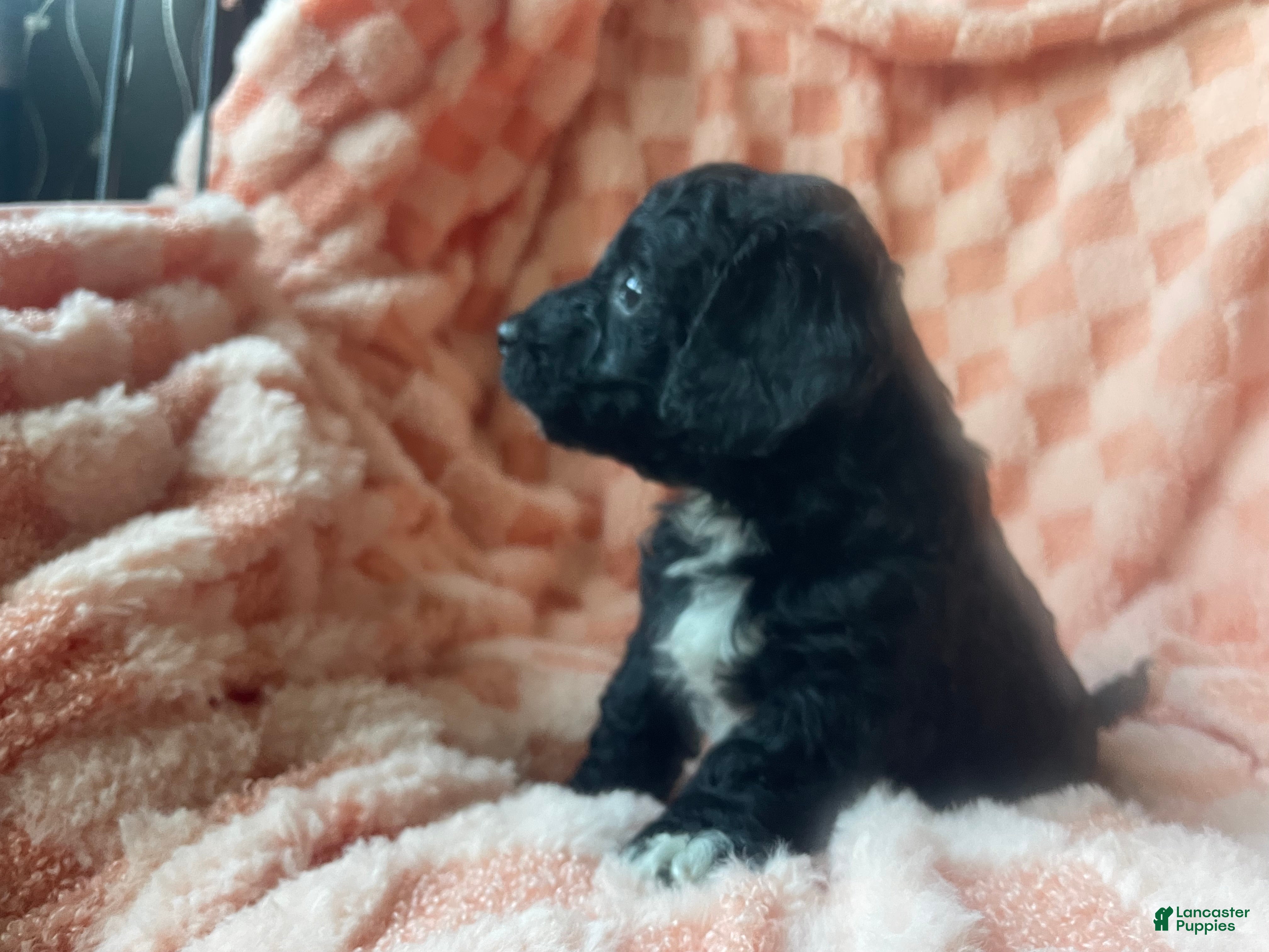 Labradoodle dogs Daisy - Ad 2