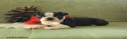 Boston Terrier dogs for sale: Oliana - Ad 5