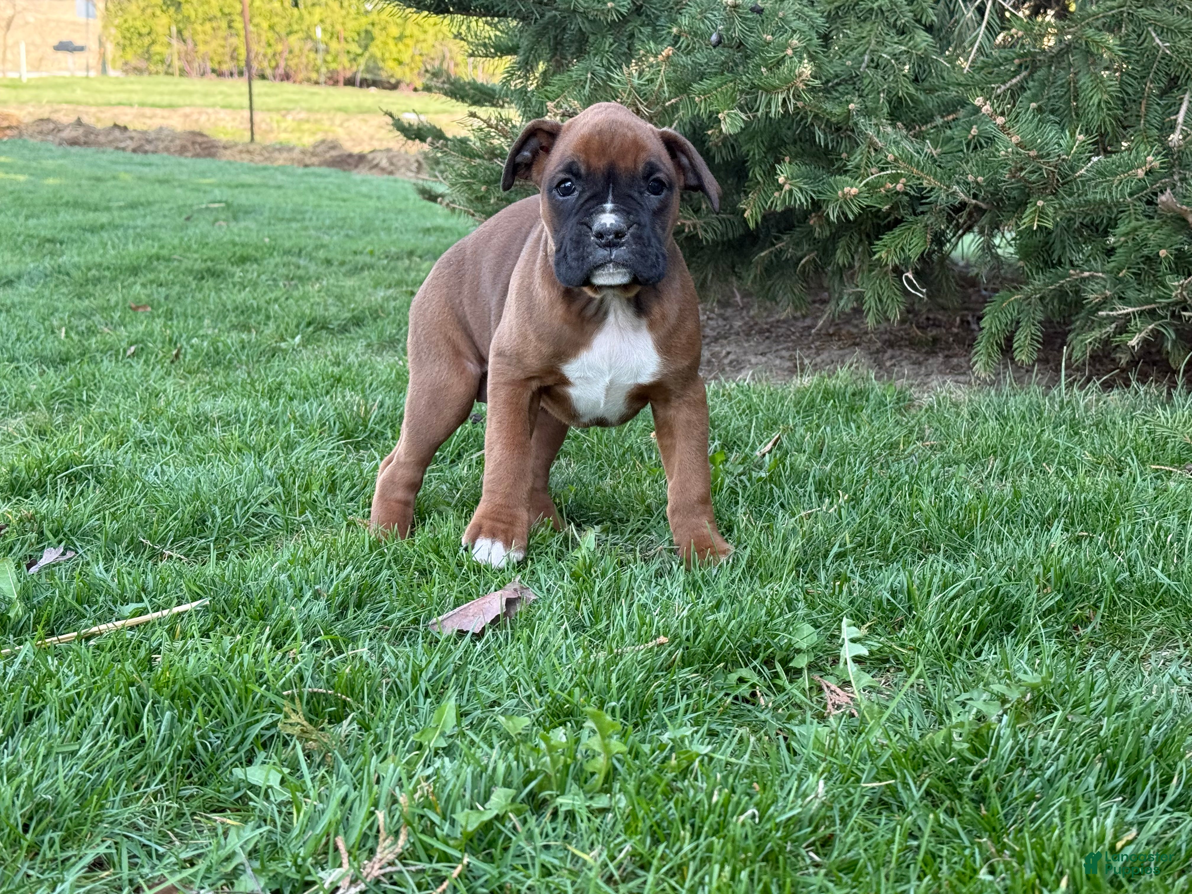 Boxer dogs Daisy  - Ad 2