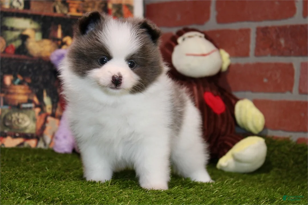 Toy Poodle dogs for sale: Toy Poodle Puppy 2 - Ad 1