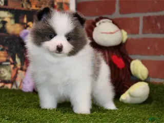 Toy Poodle dogs Toy Poodle Puppy 2 - Ad 22