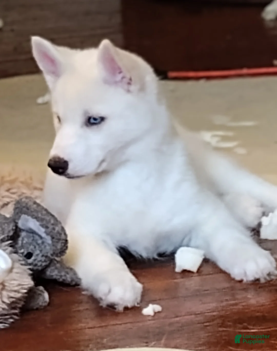 Siberian Husky dogs for sale: ✨24 Karat Gold✨ Isabella Siberian Husky With Hetrochromia Eyes  - Ad 2