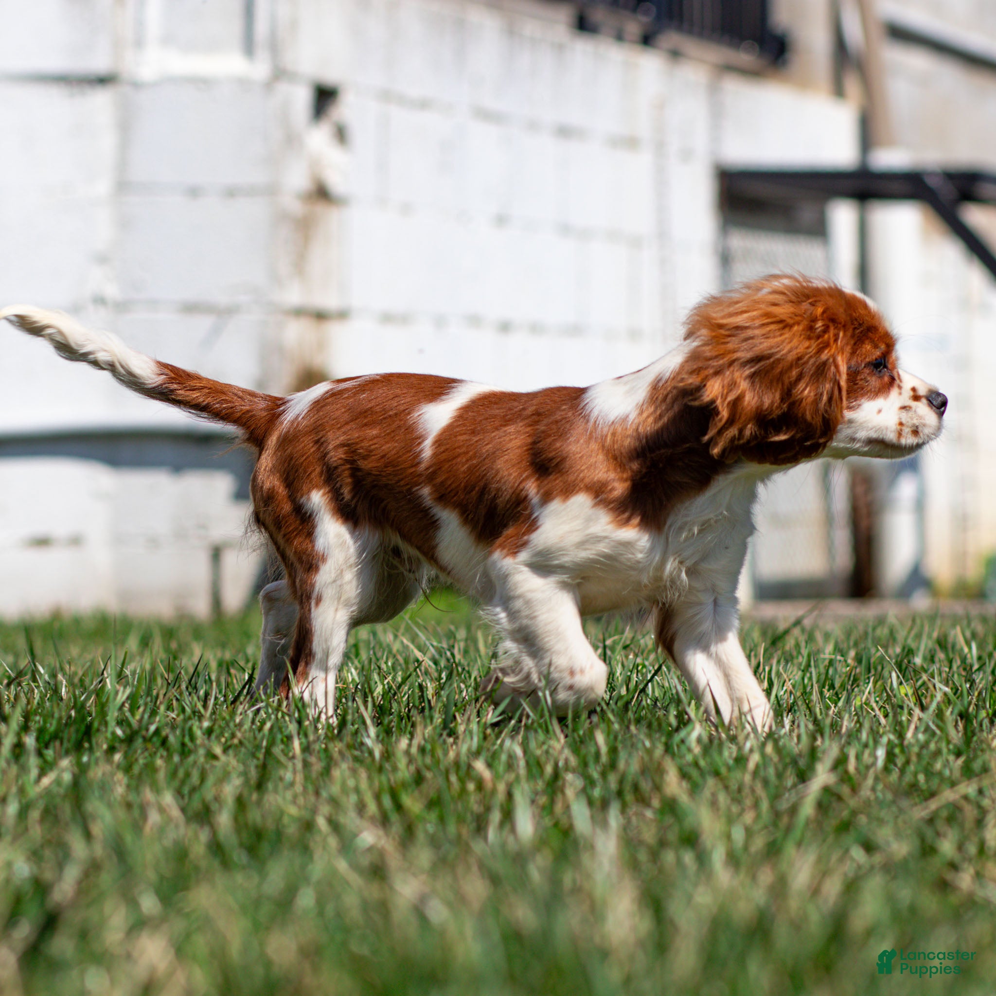 Cavalier King Charles Spaniel dogs Liam - Ad 2