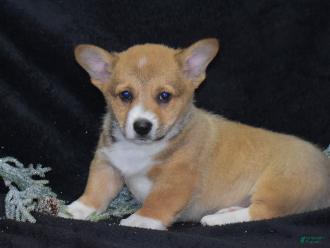 Welsh Corgi Pembroke dogs for sale: Milkyway - Ad 6