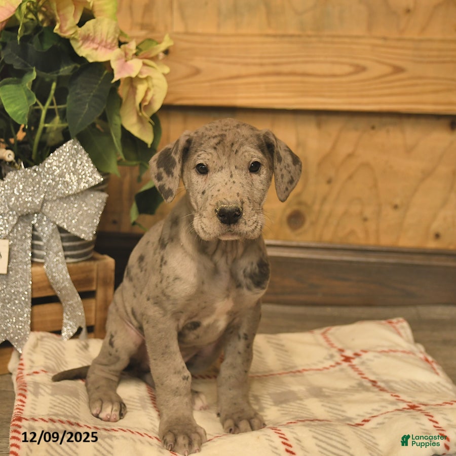 Great Dane dogs Atlas  - Ad 11