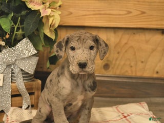 Great Dane dogs Atlas - Ad 29