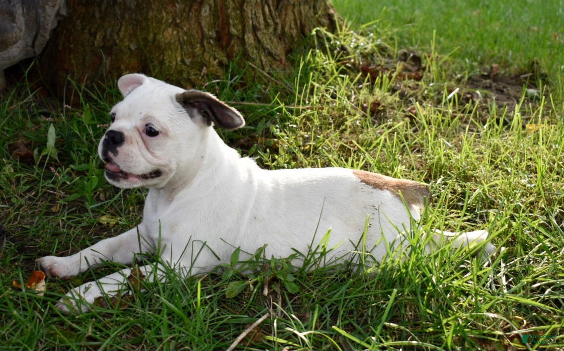 Mixed Breed dogs Milo f1b Frenchton hybrid  - Ad 2