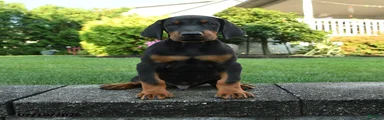 Ivan