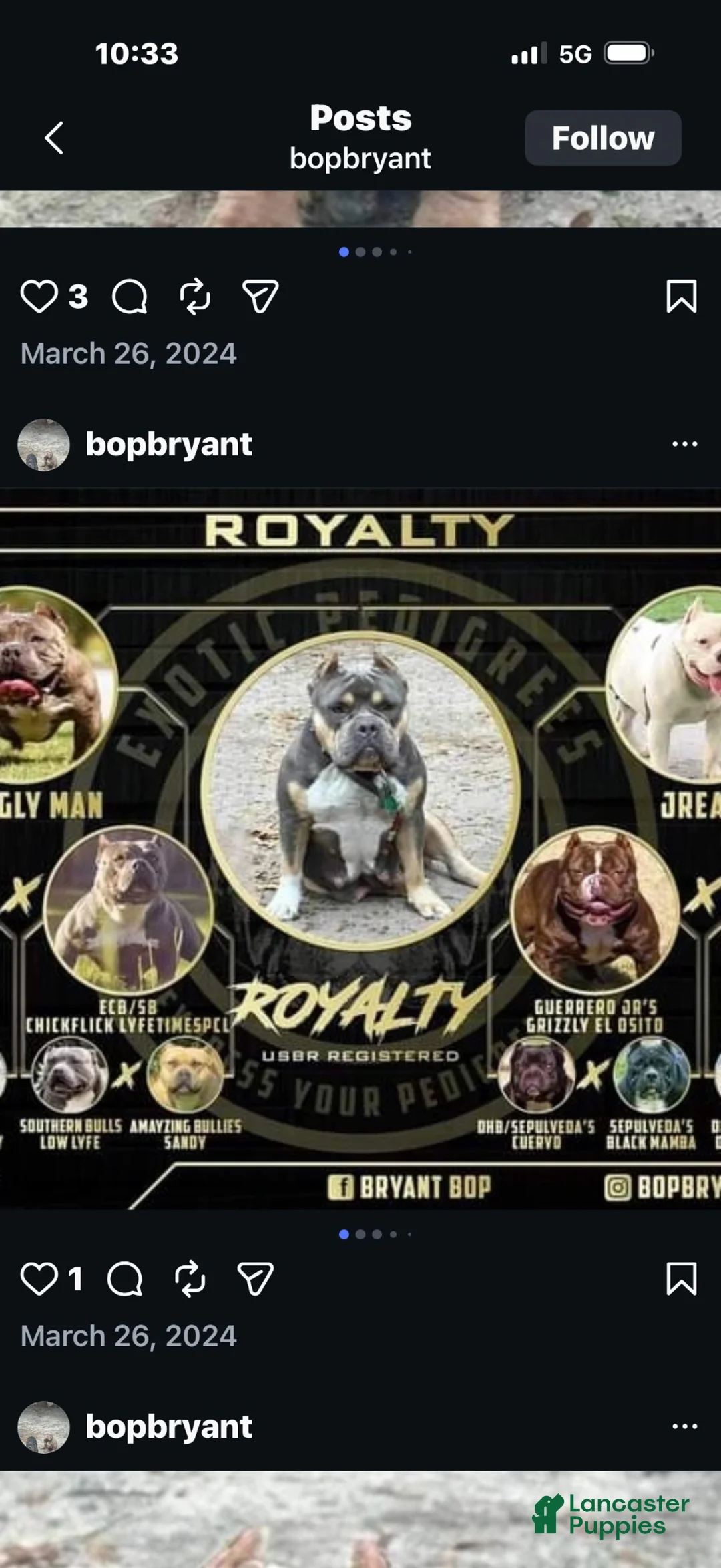 American Bully dogs for sale: American Bully 2 - Ad 6