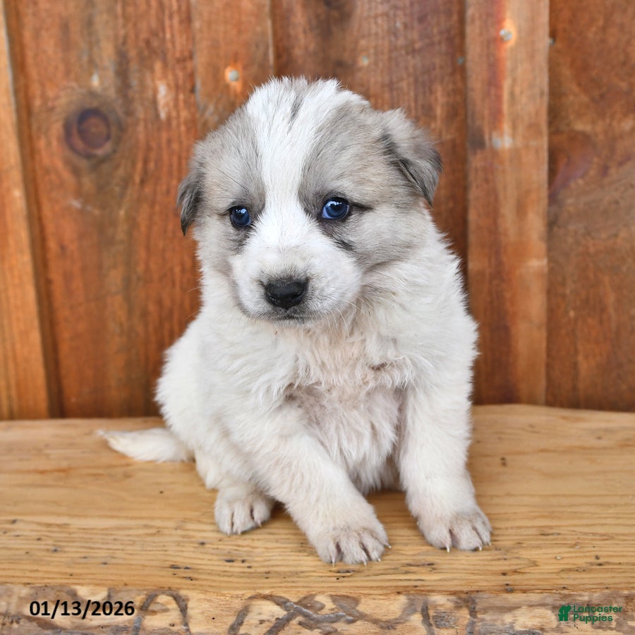 Mixed Breed dogs Stella - Ad 2