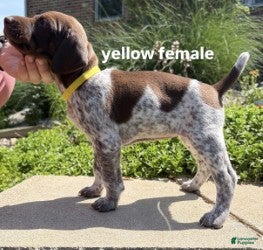 German Shorthaired Pointer dogs Yellow Female - Ad 1