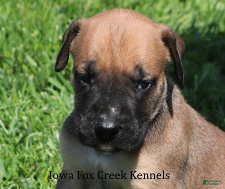 Mixed Breed dogs Boomer - Ad 15
