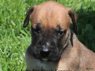 Mixed Breed dogs Boomer - Ad 15